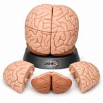 Human Brain Model